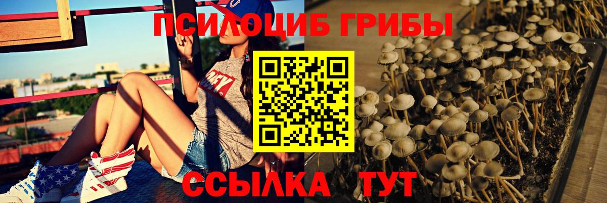 Новошахтинск  Псилоцибиновые грибы Psilocybe  Вход с VPN 